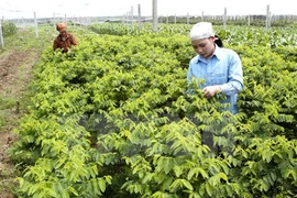 Fresh vegetable production plant will be applied LED light technology to induce plant growth. (Photo: VNA)