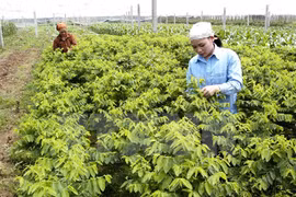 Fresh vegetable production plant will be applied LED light technology to induce plant growth. (Photo: VNA)