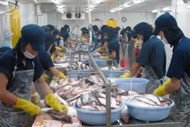 Processing tra fish for export (Photo: VNA)