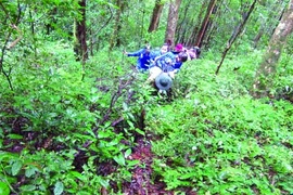 Tran Huu Vy and his group spend days trailing a troop of langurs in Kon Ka Kinh National Park.