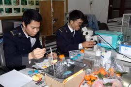 Quarantine staff tests imported fruits (Photo: VNA)