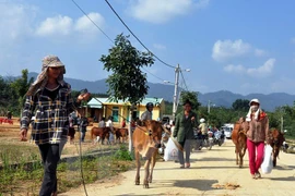 Between 2013 and 2014, each poor district received 100 cows, while each border commune got 10 cows under the project (Photo: VNA) 