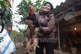 The chicken has an odd look with huge legs (Photo: VNA)