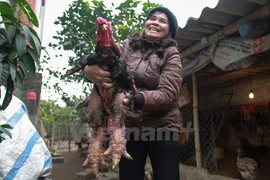 The chicken has an odd look with huge legs (Photo: VNA)