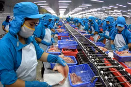 Tra fish processing for export. (Illustrative image Source: VNA)