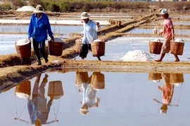 Salt fields in coastal Can Gio district (Photo: VNA)