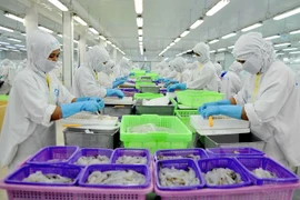 Processing shrimp for export at the Sao Ta factory in Soc Trang province (Photo: VNA)