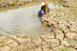 In the 2010-11 winter-spring rice crop, Tra Vinh lost around 10,000ha of rice because of a water shortage (Photo: VNA)