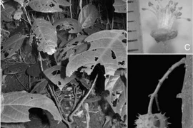 The plant is distinguished through several notable features including its shrubby habit up to 1 metre high, 6–12 sub-marginal extra-floral nectaries per side, and few flowers (Photo: phongnhakebang.vn)