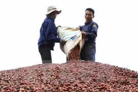 Coffee is prepared for processing at the Thang Loi Coffee Company (Photo: VNA)