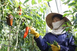 A clean vegetable growing model in Ha Nam province (Source: VNA)
