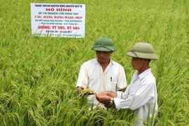Farmers check the rice plants at the Vu Lac Cooperative in Thai Binh province (Photo: VNA)