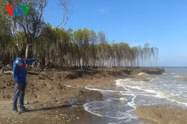 Recent sea water levels have eroded and destroyed parts of the preventive forest in the Go Cong coastal region, Tien Giang province (Photo: vov.vn)