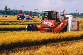 A combine works on rice fields in An Giang province (Photo: VNA)