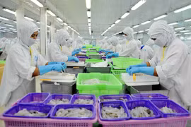 Processing shrimp for exports at Sao Ta factory in Soc Trang province (Photo: VNA) 
