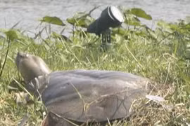 Wildlife watchdog strengthens turtle conservation