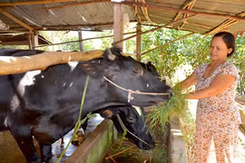 A farmer in Cu Chi district, Ho Chi Minh City (Photo: VNA)