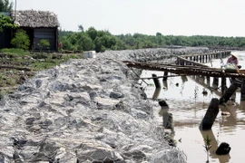 Part of a dyke in Khanh Hoi estuary is reinforced with rocks (Photo: VNA)