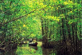 Mangrove forest in Soc Trang province (Photo: http://unescovietnam.vn)
