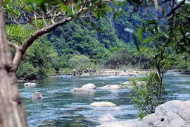 The province has permitted leasing of the Dong Chau forest land for scientific research and conservation. (Photo: VNA)