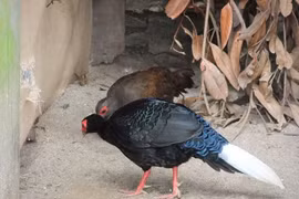 A pair of Vietnamese pheasant. 