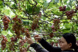 A grape farm recognised as meeting the VietGap certificate (Photo: VNA)