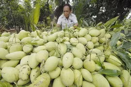 Hoa Loc mango. Photo: agriviet