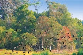 Cat Tien national park develops ecotourism 