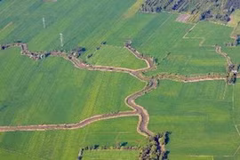 The paddy field in Can Tho (Source: VNA)