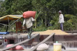 A worker carries a sack of unhusked rice bought under the scheme onto a board (Photo: VNA)