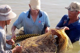 Farmers harvest shrimp in Vinh Chau township, Soc Trang province (Photo: VNA)