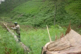 A pine tree is cut in the Da Nhim forest in the Central Highlands province of Lam Dong (Photo: VNA)