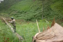 A pine tree is cut in the Da Nhim forest in the Central Highlands province of Lam Dong (Photo: VNA)