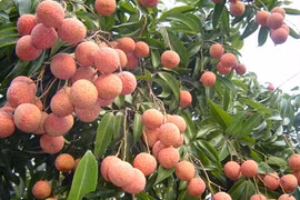 According to the Ministry of Industry and Trade, the country's lychee output was likely to top 200,000 tonnes this year, with 40 per cent being exported. (VNS -File Photo)
