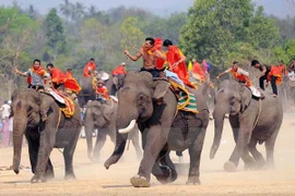 Dak Lak elephant races have impressed thousands of tourists this year. (Photo: VNA)