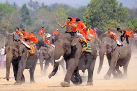 Dak Lak elephant races have impressed thousands of tourists this year. (Photo: VNA)