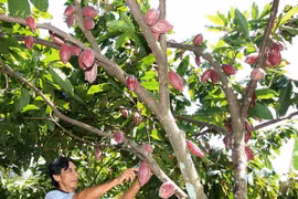 Cocoa planting in Ben Tre (Source: VNA)