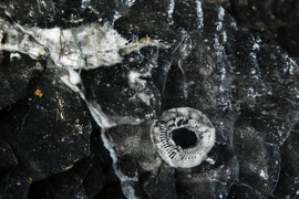 A fossil found in Son Doong cave (Photo: Ryan Deboodt)
