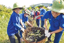 Student volunteers in HCM City clear bushes in Go Vap District as part of the 21st Green Summer Campaign (Photo: VNA)