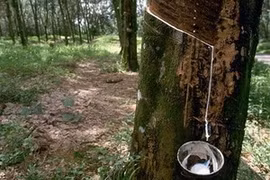 Vietnam Rubber Group speeds up rubber planting in Cambodia