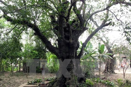 Over-600-year-old diospyros persimmon trees in Thanh Hoa have been recognised as the national heritage tree. (Photo: VNA)