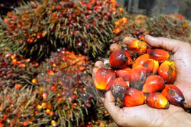 Malaysia’s palm oil exports surged 37 percent to 1.61 million tonnes in May (Photo: VNA)