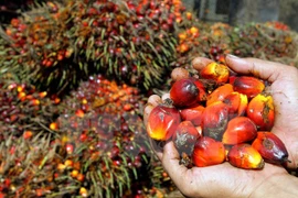 Malaysia’s palm oil exports surged 37 percent to 1.61 million tonnes in May (Photo: VNA)