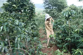 A farmer in Van Kieu is taking care of coffee plants (Photo:VNA)