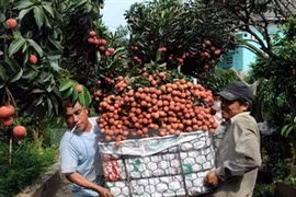 Lychees were harvested in Luc Ngan, northern Bac Giang province. (Photo: VNA)