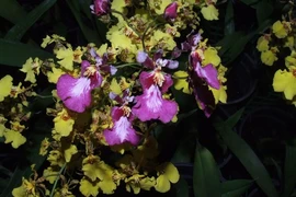 Oncidium orchid (Photo:sobhaflowers) 