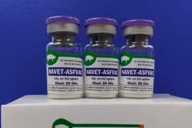 Vietnam successfully produces African swine fever vaccine