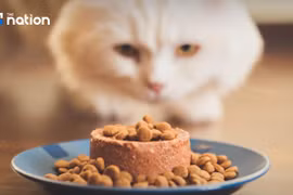 Thailand remains the world's fourth biggest exporter of pet food (Photo: nationthailand.com)