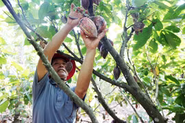 A farmer picks up cocoa (Photo: VNA)
