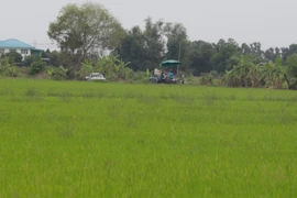 Thailand’s rice export goal for 2025 set at 7.5 million tonnes (Photo: VNA)